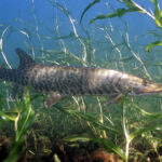 A muskellunge fish swims horizontally among green underwater plants, its mottled skin blending with the aquatic environment. Calm, natural setting.