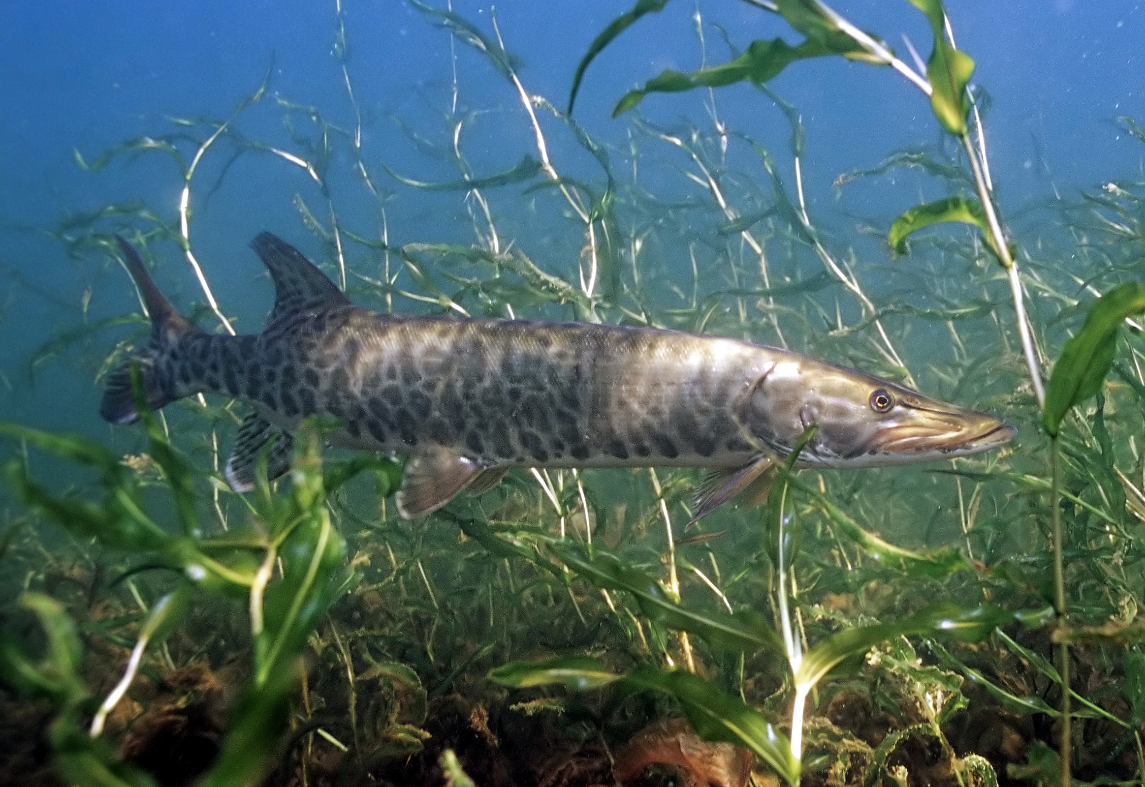 A muskellunge fish swims horizontally among green underwater plants, its mottled skin blending with the aquatic environment. Calm, natural setting.