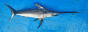 A swordfish with a long, pointed bill lies on a bright blue surface. It has a streamlined silver body, large fins, and conveys a sense of sleekness.