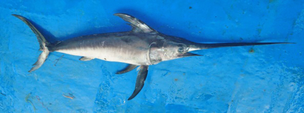 A swordfish with a long, pointed bill lies on a bright blue surface. It has a streamlined silver body, large fins, and conveys a sense of sleekness.