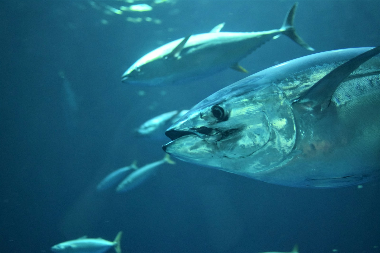 Gray tuna fish.