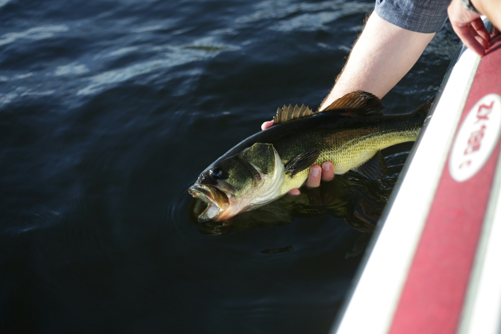 The Life Cycle of a Bass and How It Affects Fishing