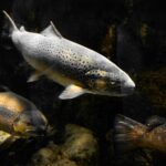 A close-up photo of a trout.