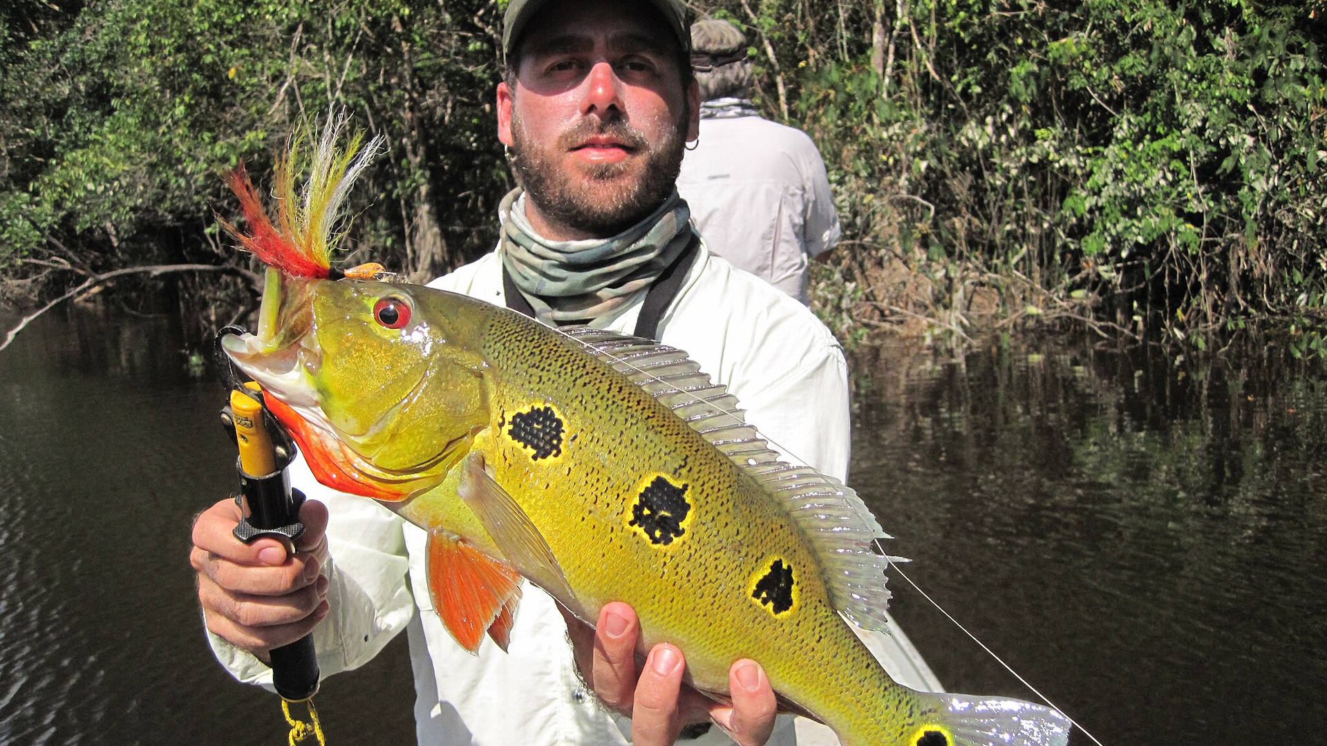 A man on a calm Amazonian river holds up a freshly caught peacock bass