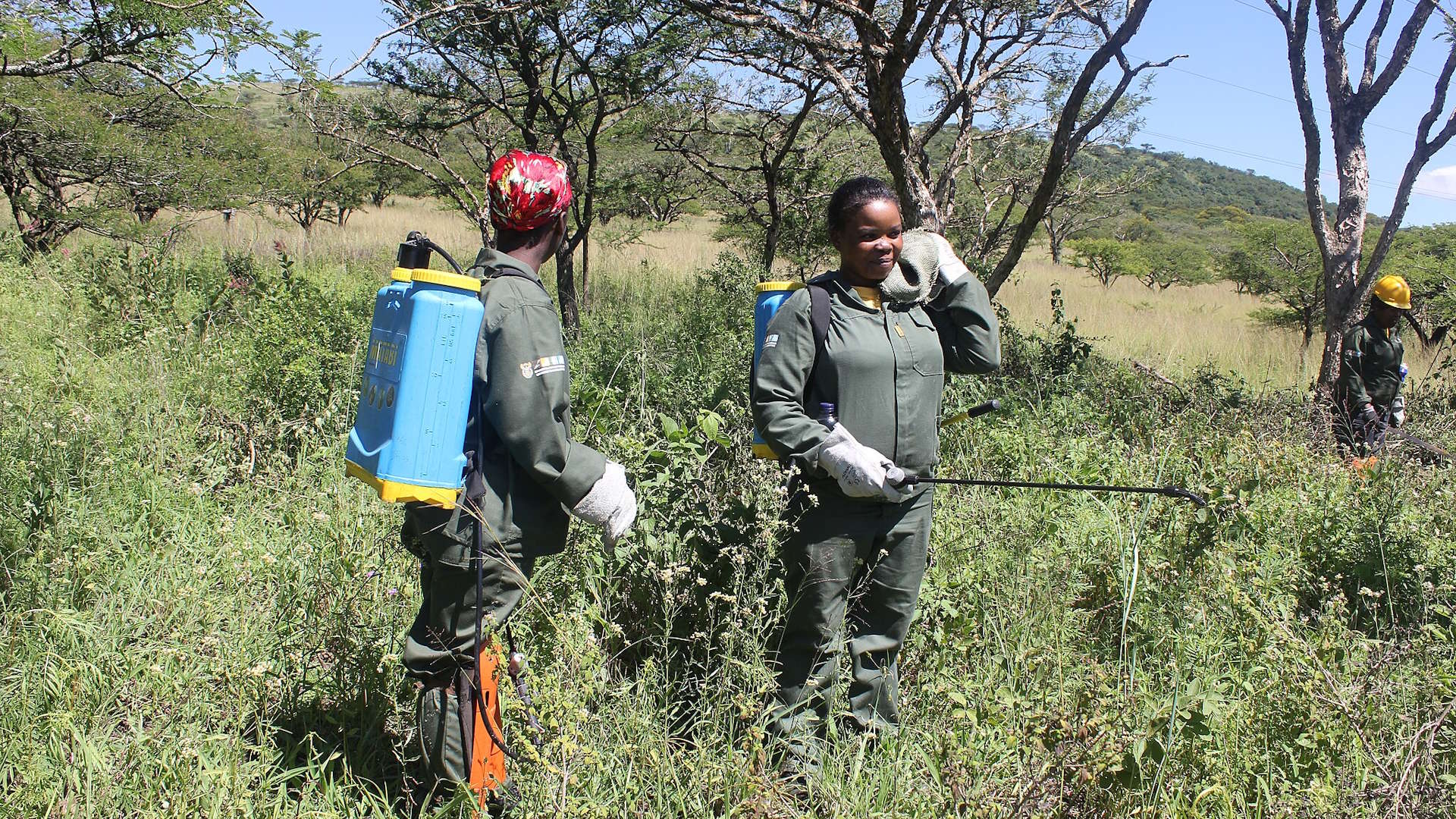 Workers in protective clothing with blue backpack sprayers treating invasive plant species in a grassy, wooded area.