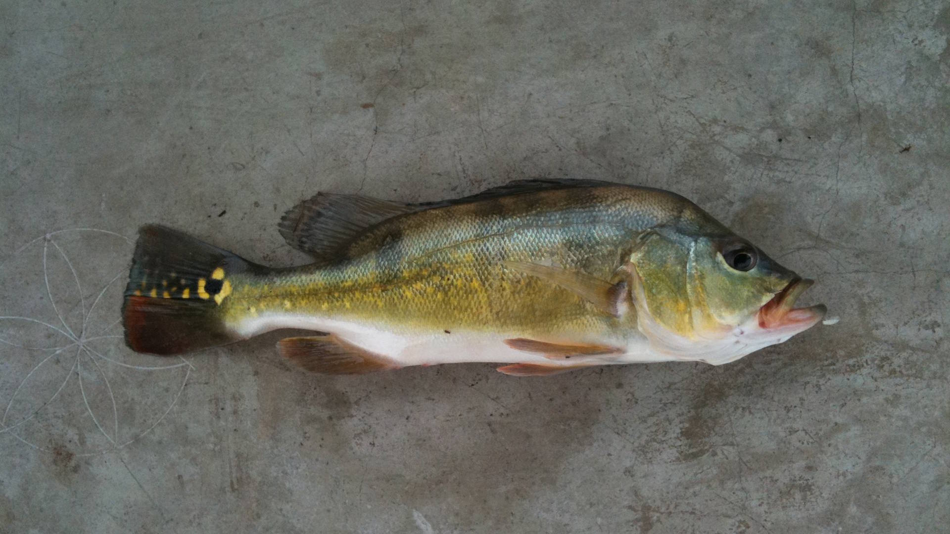A peacock caught by fisherman lying on floor