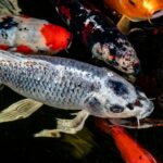 10 Lesser-Known Freshwater Fish Worth Targeting