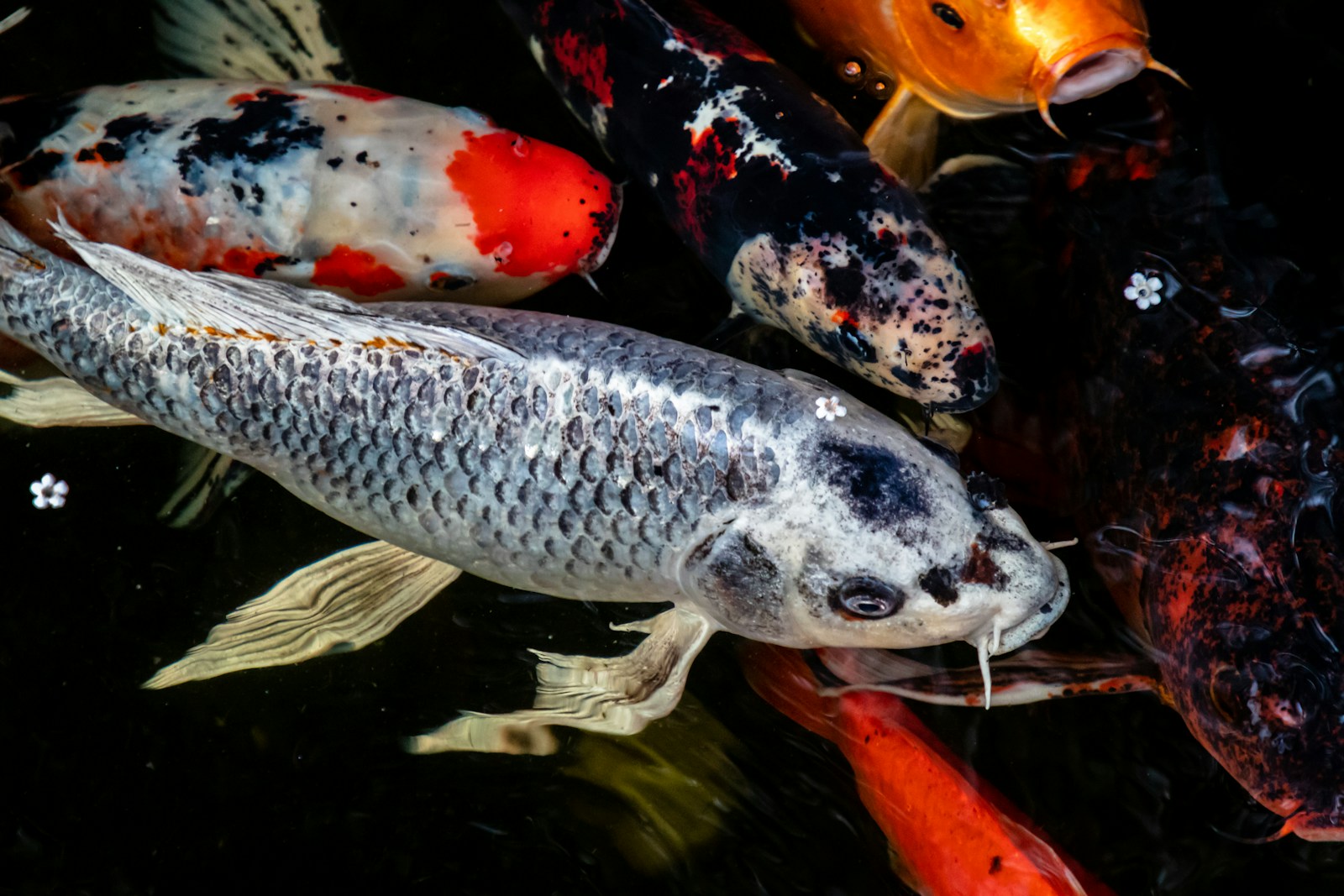 10 Lesser-Known Freshwater Fish Worth Targeting
