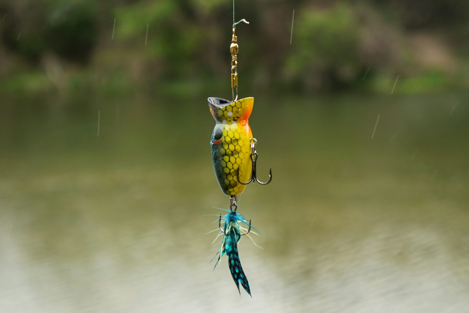 How to Remove a Hook From a Fish Without Injury - Fishing Adventures Guide